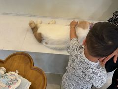 -共舞时光猫咖·狗咖(新街口店)