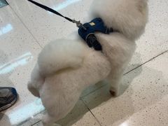 -帕帕拉兹宠物(亚洲旗舰店)