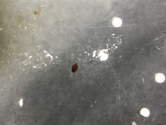 -赵记传承·中式甜品(中山石岐大信店)