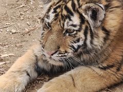 -鄂尔多斯野生动物园