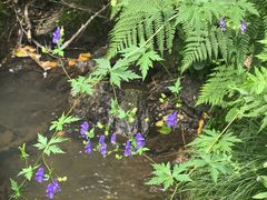 -五营红松林海景区