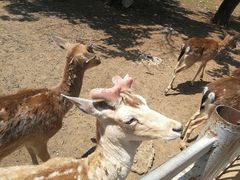 -西安秦岭野生动物园