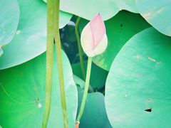 -普陀山风景名胜区-法雨禅寺