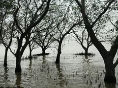 -宝安西湾红树林湿地公园