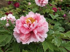 -洛阳市隋唐城遗址植物园