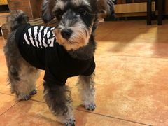 -more than meow吴止猫主题餐厅(承德 中船汇店)