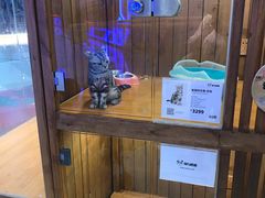 -龟与熊猫宠物公园(南坪店)