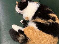 -安格丽娜·狗咖·猫咖羊驼咖(春熙路百盛商场店)