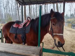 -合肥滨湖国家森林公园