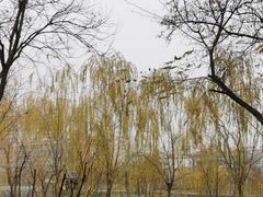 -雁滩公园