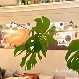重庆探店｜感受“皮囊之下”的餐厅