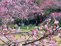 -杭州植物园