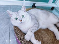 -爱洗澡的猫(望京店)