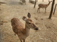 -大连铭湖国际观光牧场