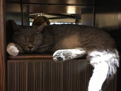 -more than meow吴止猫主题餐厅(承德 中船汇店)