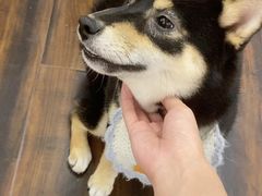 -豆柴町-柴犬主题狗咖(红鼎国际C座店)