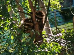 -北京鹿世界主题园