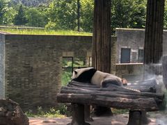-都江堰中华大熊猫苑