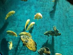 -西安曲江海洋极地公园