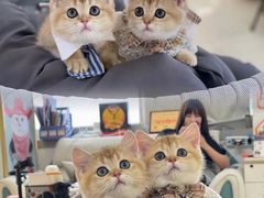 -lincat·猫舍(广州店)
