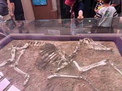 -陕西自然博物馆