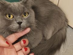 -飞行喵MR PILOT|猫舍·猫咖(静安大融城店)