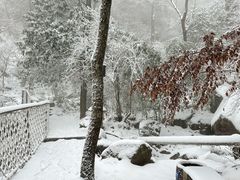 -天目山大树王景区