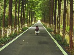 滨湖湿地公园-合肥滨湖国家森林公园