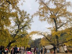 -千年银杏谷文化旅游区