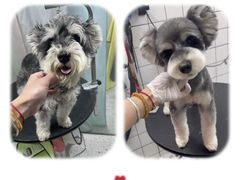 -唐小姐の猫狗洗护·购宠旗舰店(周浦万达店)