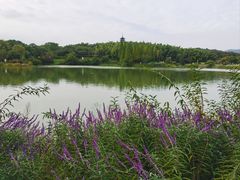 -宜兴龙背山森林公园