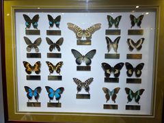 -上海昆虫博物馆