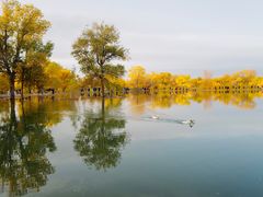 -金塔沙漠胡杨林景区