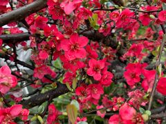 -樱桃山旅游景区