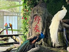 -野象谷景区