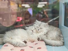 -FAELING PETS美天灵宠物(合生汇店)