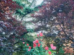 -宝鸡植物园