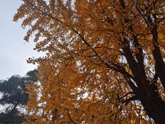 -四川大学(望江校区)