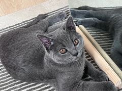 -喵zoo家庭繁育猫舍(尖东智能花园店)