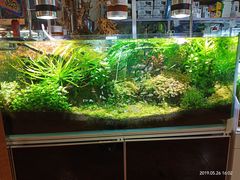 -大自然花鸟鱼虫市场