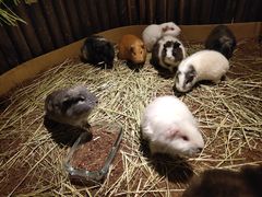 -藦茜花园宠物主题亲子互动体验馆(国顺东路店)