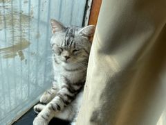-蓝鲸·缅因猫舍