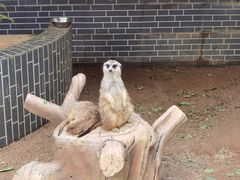 -森波拉奇妙世界