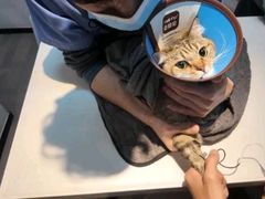 -御宝贝·A梦猫科宠物医院(国际猫友好医院)