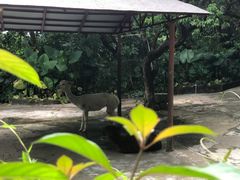-深圳野生动物园