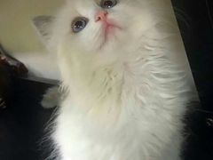 -东方名猫馆·英短金渐层布偶猫舍(环线广场1号楼店)