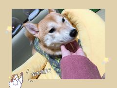 -逗柴咖啡屋·狗咖猫咖宠物桌游