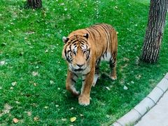 -北京野生动物园