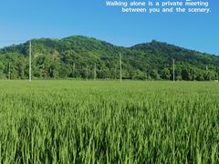 -上海佘山国家森林公园天马山园