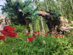 -合肥滨湖国家森林公园